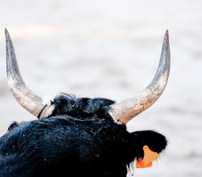 Assister à une course camarguaise : taureau de Camargue à La Grande Motte