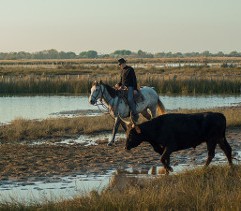 Assister à un spectacle de chevaux en Camargue à Aigues-Mortes