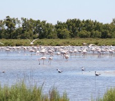 Où sortir en Camargue