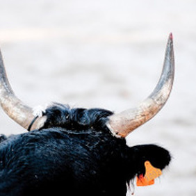 Taureau camarguais La Grande Motte