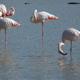 Séjour en Camargue