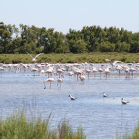 Visite Camargue