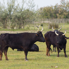 Spectacle taurin arène Aigues-Mortes