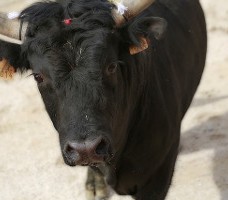 Découvrir une course de taureau arènes de Saintes-Maries-de-la-Mer