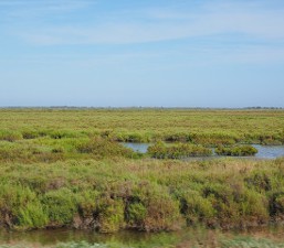 Assister à un concert au sein des arènes en Camargue