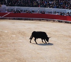 Découvrir le toro piscine près de Aigues-Mortes