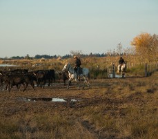 Organisation d’événements dans les arènes près de Aigues-Mortes