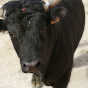 Course de taureau camarguais