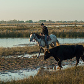 Taureau de Camargue Saintes-Maries-de-la-Mer