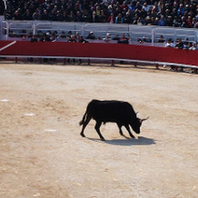 Course de taureau camarguais