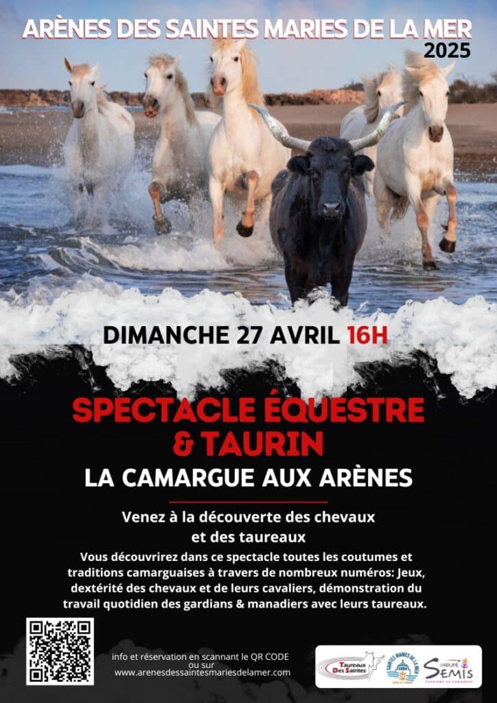 Spectacle Camargue aux Arènes Saintes Maries de la Mer, Dimanche 27 Avril 16h. Chevaux blancs et taureau noir courant dans l'eau.