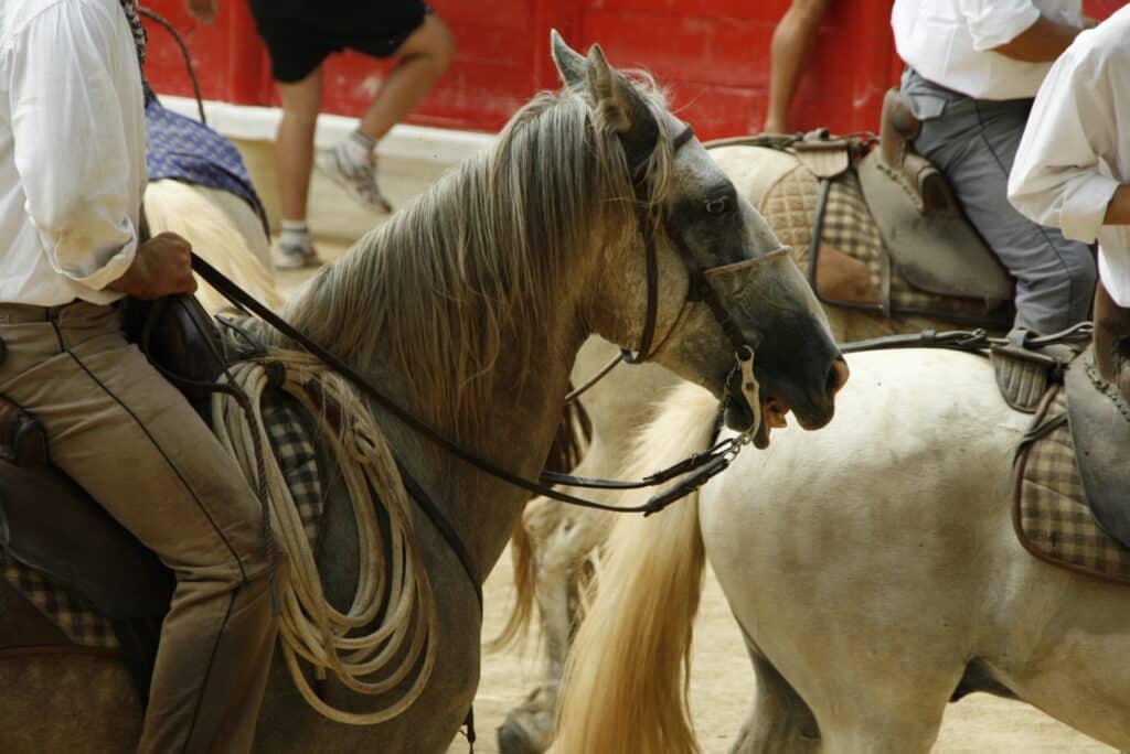 Gros plan sur un cavalier en chemise blanche sur un cheval gris. Il tient les rênes et une longue corde enroulée. Scène équestre.