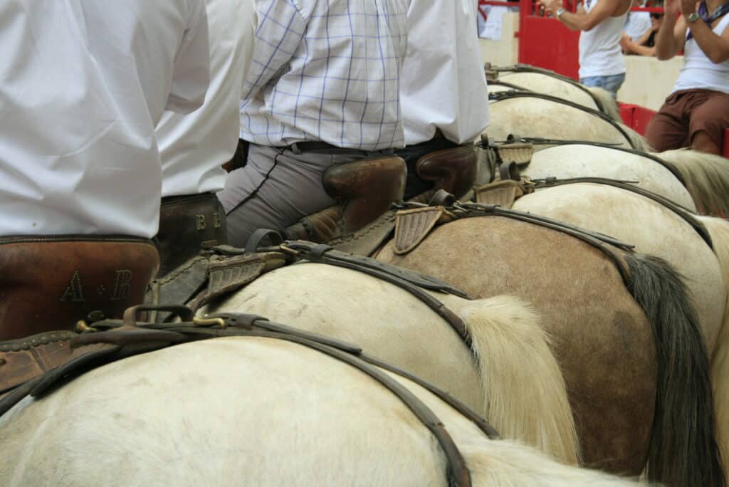 Gros plan sur des chevaux sellés avec cavaliers avant un spectacle. On voit leurs dos, queues et selles, dont une marquée "A.B".