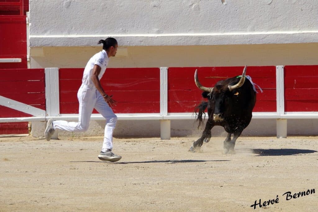 Raseteur en blanc s'échappant d'un taureau noir chargeant dans une arène. Course camarguaise intense. Poussière et tension. Hervé Bernon.