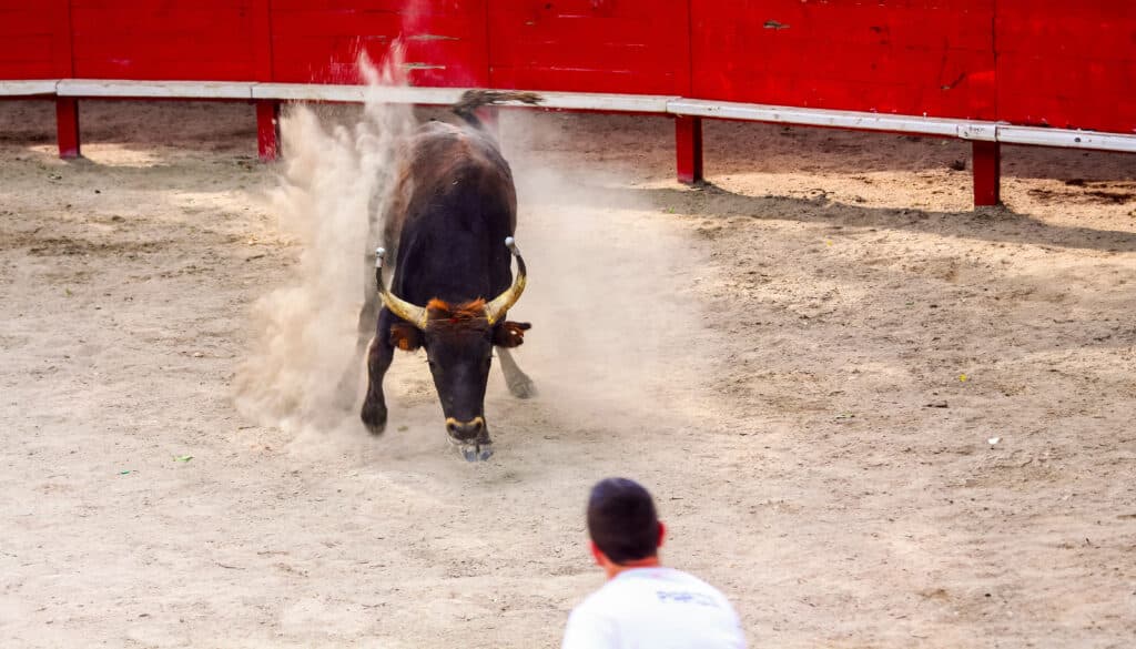 Taureau noir fouissant la poussière dans une arène. Cornes avec embouts métalliques. Participant au premier plan.