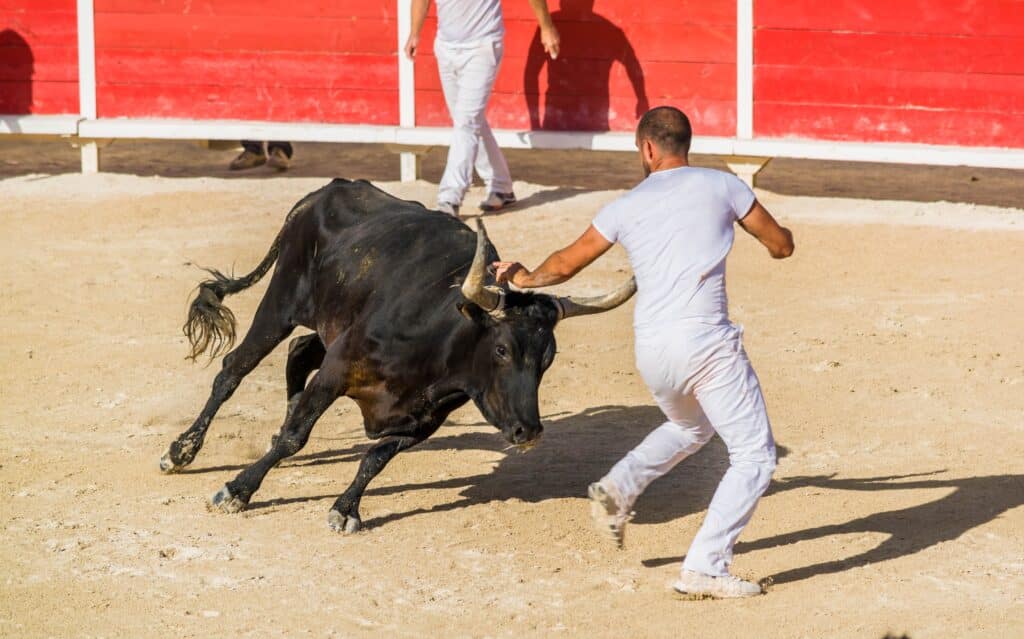 Homme en blanc fuyant un taureau noir chargeant dans une arène rouge. Course camarguaise intense.